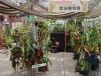 食虫植物の不思議な世界にビックリ！　神代植物公園の夏休み特別企画「食虫植物展」