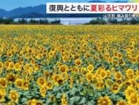 震災復興の農地に咲く２８０万本のヒマワリが見頃に　ヒマワリ摘み取り無料　夏の思い出に〈宮城・山元町〉