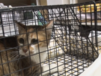 飼い主のいないネコは日本に200万匹以上…寿命は長くても5年。そんな野良ネコを専門に救う動物病院に密着