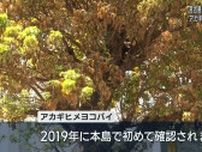 アカギヒメヨコバイ宮古島で初確認