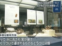 夏休みの自由研究に　世界の珍しいタネ展