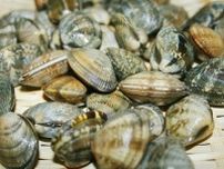 愛知のアサリ激減！理由は「水が綺麗になったから」