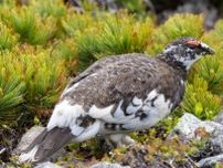 絶滅危機から190羽まで回復！中央アルプスの「ライチョウ復活プロジェクト」