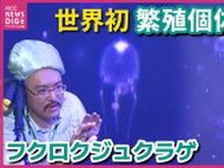 「知見増やせれば」フクロクジュクラゲ　繁殖個体を世界初展示　広島・福山大学