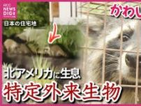 親子で大移動　カワイイ顔だけどご用心！　アライグマ　県内で農作物被害も　特定外来生物　広島