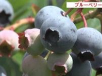 「バカバカいけちゃう贅沢な時間」　１時間食べ放題のブルーベリー狩り賑わう　広島