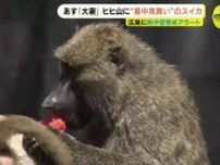 動物園のヒヒへ美味しい暑中見舞い　届いたのは「スイカ」2玉　暦上で1年で最も暑い時期とされる「大暑」に合わせてプレゼント　広島