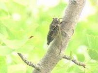 熱中症警戒アラート発表　県内も危険な暑さ続く　直射日光を避けこまめな水分や塩分補給するなど厳重に警戒を　広島