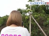 通勤中に見かける「茎が異常に伸びた植物」毎日観察を続けると…『数十年に一度』の光景に　熊本県天草市