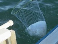 イルカウォッチングで人気の海に「家庭ごみの袋」まで　1時間で20kgの海洋ゴミを回収　熊本・天草市　