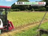 今年のコメは実の太りも抜群　熊本県天草市で早期米の稲刈り始まる