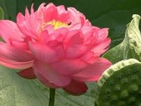 「見ごたえもあってきれい」久米南町の名物・約2万本のハスの花が見ごろ　宮地やすらぎの里【岡山】