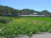 またサルに襲われ女性がけが　高松市庵治町の民家に出没　右耳をひっかき逃走中【香川】