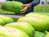 夏なのに「冬瓜」なぜ？　緑のシブイ奴の季節がやってきた　糸満で収穫　沖縄