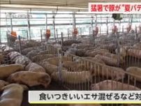 猛暑で豚が“夏バテ” 価格にも影響 県内の養豚農家を取材【佐賀県】