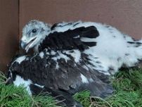 南三陸でイヌワシ放鳥へ　全国初、大森山動物園のひな供給