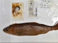 幻の淡水魚「クチグロマス」標本発見、世界最古のクニマスも　東京大総合研究博物館で