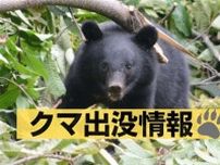 秋田大学敷地内にクマ１頭　２３日夜、体長約５０センチ