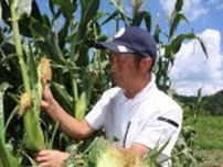 抜群の甘さ味わって　真庭・蒜山産スイートコーン出荷