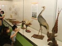 マナヅルなど標本５４点　倉敷 自然史博物館でお宝展
