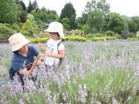 香り爽やかラベンダー楽しんで　真庭・蒜山で摘み取り体験