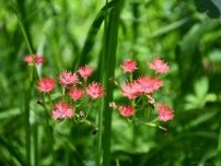 新見でオグラセンノウ見ごろ　鯉が窪湿原、紅色の花鮮やか