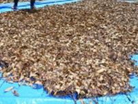 あめ色の輝き放つ美作番茶　海田地区で製造最盛期
