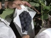 丹精込めたフルーツを盗難から守れ！農作物の盗難防止パトロールがスタート　長野・中野市