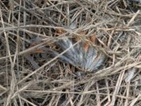 侵入したクマに襲われたか　養鶏場のニワトリ２６羽が死んでいるのが見つかる　長野・中野市
