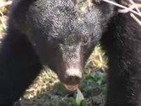 クマに襲われ愛知県の52歳男性けが　大鹿村の小日影山の登山道に通じる道路　腕をかまれる