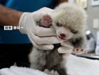 レッサーパンダの赤ちゃん、2年ぶりに誕生 一般公開は2025年秋頃の予定＝静岡市・日本平動物園