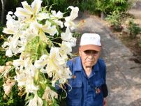 ヤマユリ１本から57輪の花　大田原・渡辺さん方の植木場