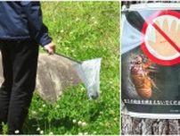 〈公園でセミ乱獲の外国人〉「幼虫を採取しないで！」注意しても「ナニ言ッテルカ、ワカラナイー」ペットボトルに大量に詰めて…専門家は「中国でセミは郷土の味、高潔のシンボル」
