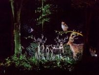 涼しい夜の阿寒湖でナイトウォークアクティビティ！森を彩るデジタルアート・阿寒湖「カムイルミナ」でアイヌ文化を体験