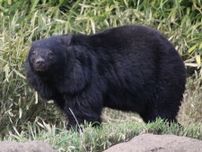 クマ出没の国内女子ゴルフ　18日以降は無観客開催　第1Rが中止、54ホールに短縮で実施