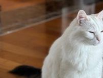 宮里藍の愛猫・てんてん、お気に入りの場所でパシャリ！「いくら心あっても足らんくらい可愛い」