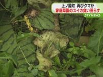 ｢ヒグマ注意報｣の上ノ国町　家庭菜園のスイカ食い荒らす　クマが食べ散らかしたか　北海道
