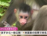 【高知】マンドリルの赤ちゃん「かわいくてびっくり」　のいち動物公園、すくすく成長中