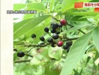 脂肪を直接分解　高知の「アオモジ」エキスに効果　牧野植物園が特許