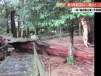 【高知】大雨と強風で特別天然記念物『杉の大スギ』大枝折れる被害　今後も土砂災害に警戒