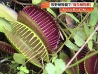 夏休み恒例「食虫植物展」牧野植物園で開催中　子どもたちも興味津々「ハエトリグサ怖い」【高知】