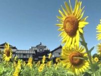 安芸市「野良時計」のヒマワリ見頃、セミの声と共に　高知県内に熱中症警戒アラート