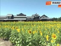 「野良時計」前のヒマワリ、大雨乗り越え見頃に　7月いっぱい楽しめる【高知・安芸市】