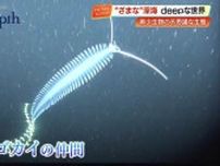 水玉模様がキュートな『ユリウツボ』など高知の深海生物50種　SATOUMIで企画展「ざまな深海展」