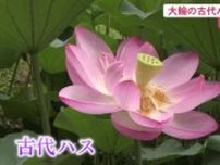 ピンクの『古代ハス』高知・室戸で開花　直径20cm、午前中限定の美しさ、8月上旬まで