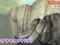 【高知】国の天然記念物「ムラサキオカヤドカリ」山中で発見