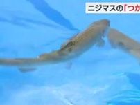 「がんばれば、つかまえられる」 ニジマスのつかみ取り　子供たちが一心不乱　静岡・富士市