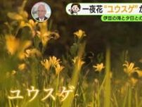 一夜花“ユウスゲ”が見頃　夕立に注意【静岡・ただいま天気　7/22】