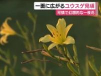 一面に広がるユウスゲ見頃　可憐で幻想的な一夜花　静岡・南伊豆町