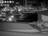 【動画あり】発電所の煙突から生まれたのは電気じゃなく「ハヤブサ」ナゼ発電所に人工の巣をつくったのか？“工場萌え”な景色望みながら子育て奮闘中　新仙台火力発電所